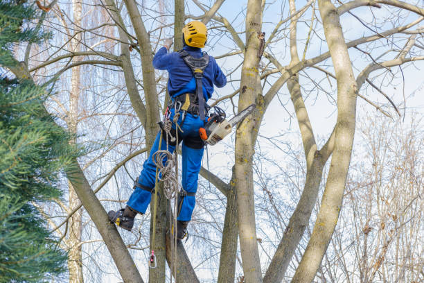 Professional Tree Removal Services in Longview Heights, WA