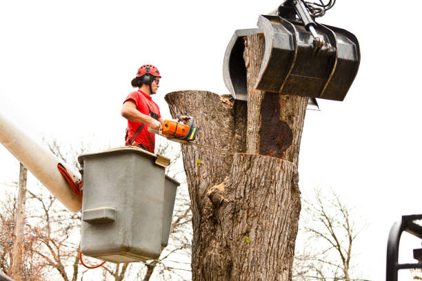 How Our Tree Care Process Works  in  Longview Heights, WA